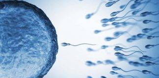 Spermatozoi e fertilità