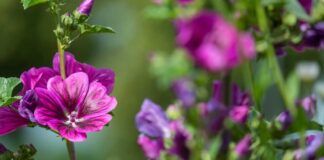 Malva in giardino - RicettaSprint