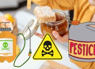 Pesticidi in quantità eccessive nel miele in commercio, lo studio