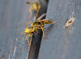 Come allontanare api e vespe dai balconi in modo semplice ed economico