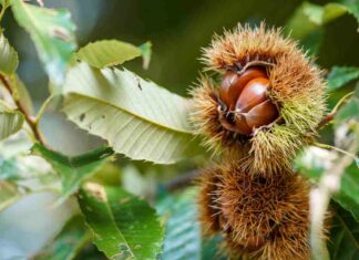 Dove cercare le castagne più buone in Italia?