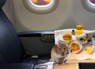 Trova un topo nel suo pranzo in aereo, ci vuole un atterraggio d'emergenza