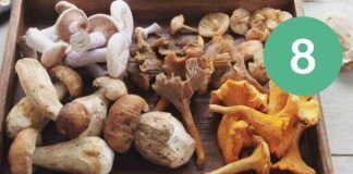 8 Ricette con i funghi