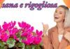 Come tenere rigoglioso il Ciclamino tutto l’inverno, mia nonna ha una coltivazione Ricettasprint