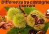 Differenza tra castagne e marroni Ricettasprint