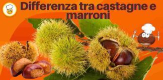 Differenza tra castagne e marroni Ricettasprint