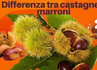 Differenza tra castagne e marroni Ricettasprint