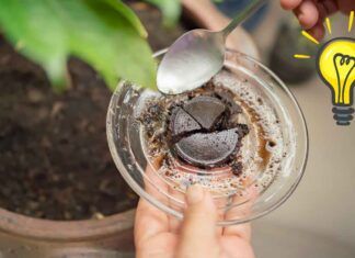 Non buttare i fondi del caffè, valgono oro in casa ma solo se li userai così