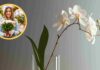 Come mantenere l’orchidea rigogliosa tutto l’anno, la mia fioraia mi ha dato la dritta! - RicettaSprint