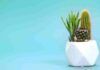 Come curare il cactus in casa? Consigli del fioraio - RicettaSprint