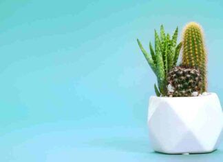 Come curare il cactus in casa? Consigli del fioraio - RicettaSprint