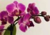 Come curare l'orchidea? Ecco come mantenerla perfetta - RicettaSprint